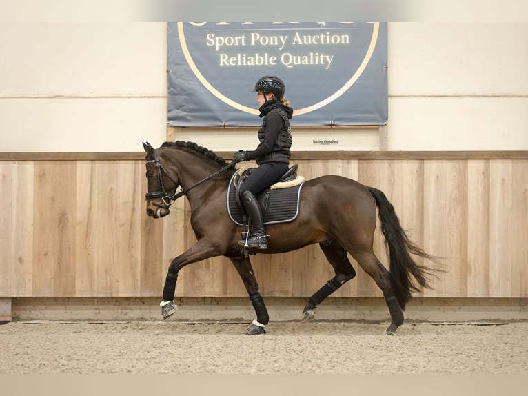 New Forest Pony Ruin 5 Jaar 145 cm Donkerbruin in Oost West en Middelbeers