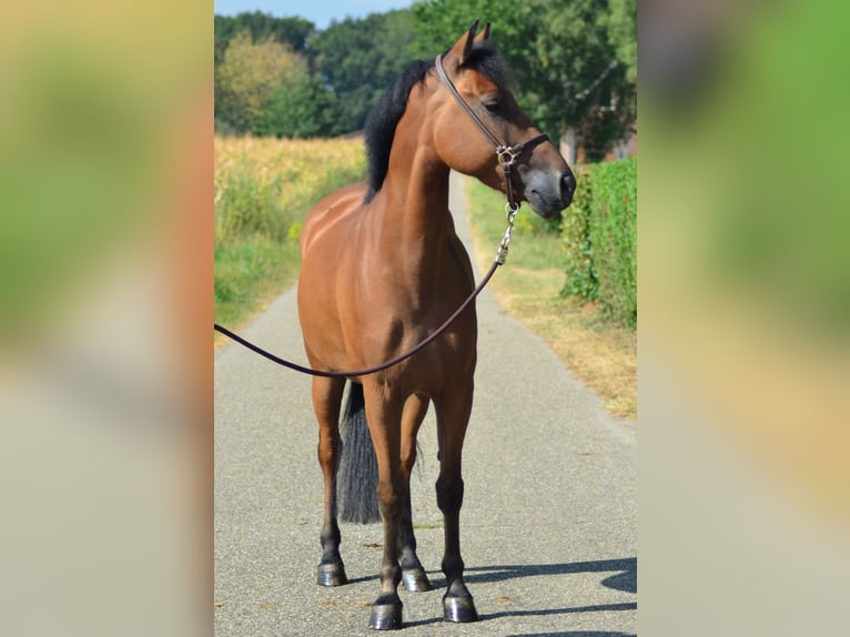 New Forest Pony Ruin 5 Jaar 146 cm Bruin in Wouwse Plantage