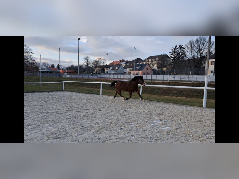 New Forest Pony Ruin 5 Jaar 146 cm Donkerbruin in Zistersdorf