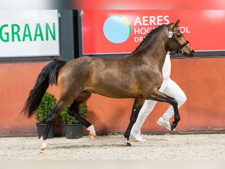 New Forest Pony Ruin 5 Jaar 147 cm Bruin in Heinzenbach