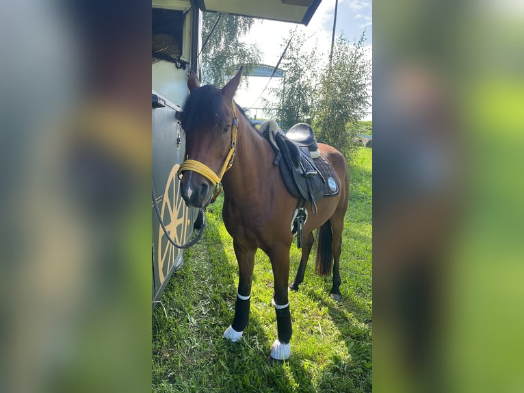 New Forest Pony Ruin 5 Jaar 148 cm Bruin in Haselbach