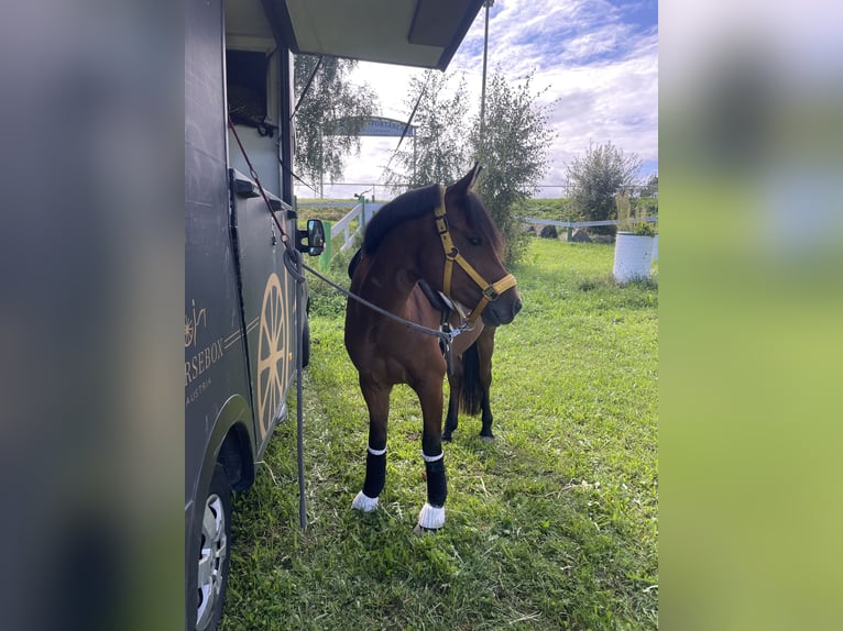 New Forest Pony Ruin 5 Jaar 148 cm Bruin in Haselbach