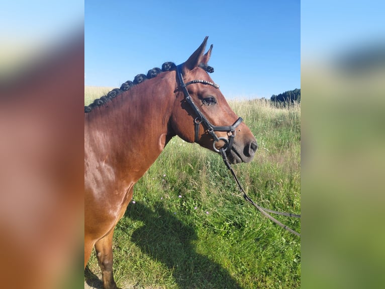 New Forest Pony Ruin 5 Jaar 148 cm Bruin in Haselbach