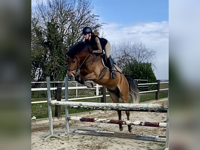 New Forest Pony Ruin 5 Jaar 148 cm Bruin in Geilenkirchen