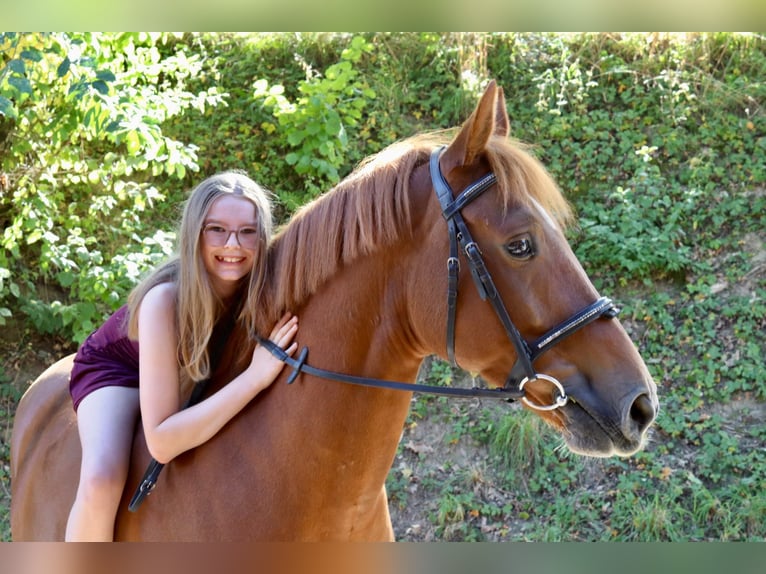 New Forest Pony Ruin 5 Jaar 149 cm Vos in Hintermoos