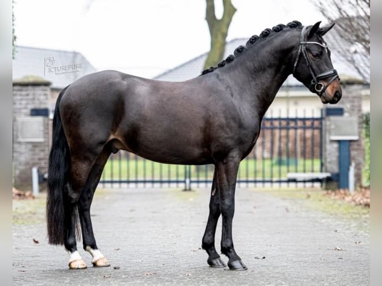 New Forest Pony Ruin 6 Jaar 145 cm Donkerbruin in Neuwied