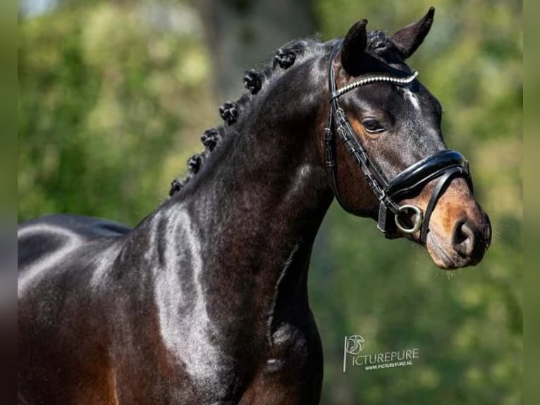 New Forest Pony Ruin 6 Jaar 145 cm Donkerbruin in Neuwied