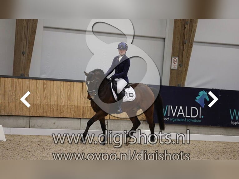 New Forest Pony Ruin 6 Jaar 147 cm Bruin in Bruchterveld