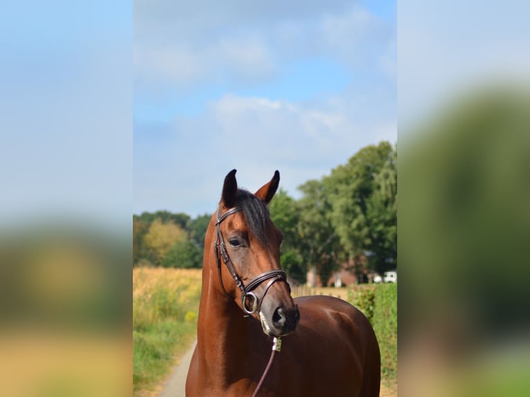 New Forest Pony Ruin 6 Jaar 148 cm Bruin in Wouwse Plantage