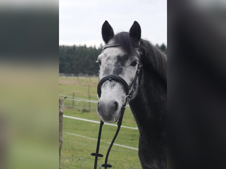New Forest Pony Ruin 6 Jaar 148 cm kan schimmel zijn in Eitorf
