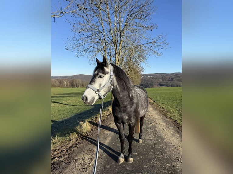 New Forest Pony Ruin 6 Jaar 148 cm kan schimmel zijn in Eitorf