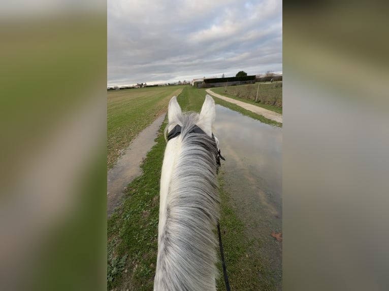 New Forest Pony Ruin 6 Jaar 148 cm Schimmel in La Rochelle