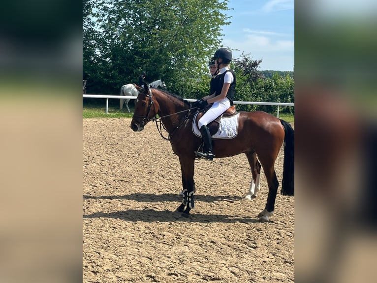 New Forest Pony Ruin 6 Jaar 149 cm Bruin in Hennef