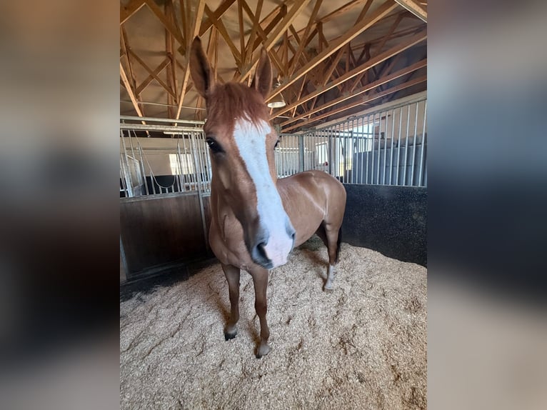 New Forest Pony Ruin 7 Jaar  in Jihlava