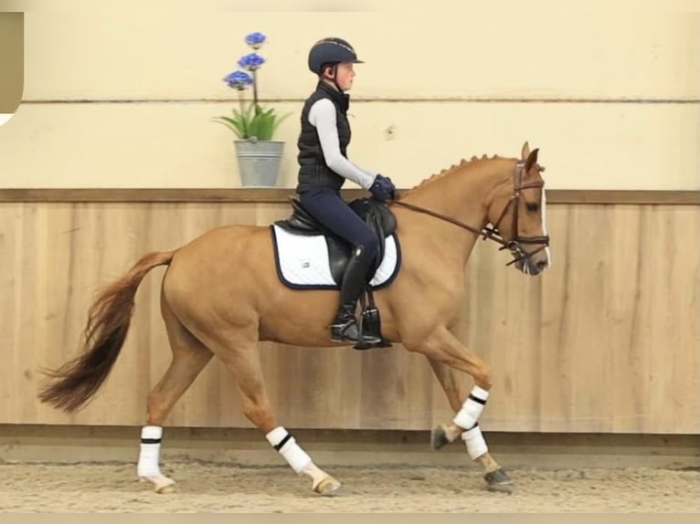 New Forest Pony Ruin 7 Jaar  in Jihlava