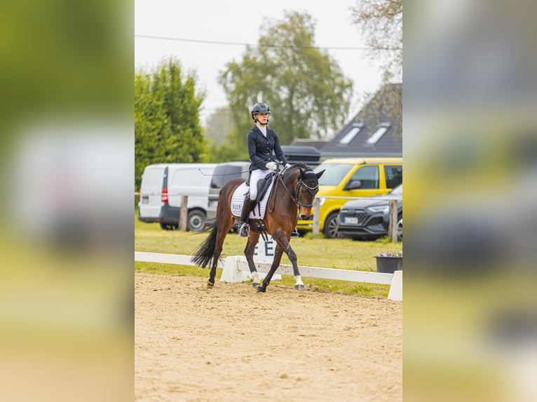 New Forest Pony Ruin 8 Jaar 143 cm Bruin in Wachtendonk