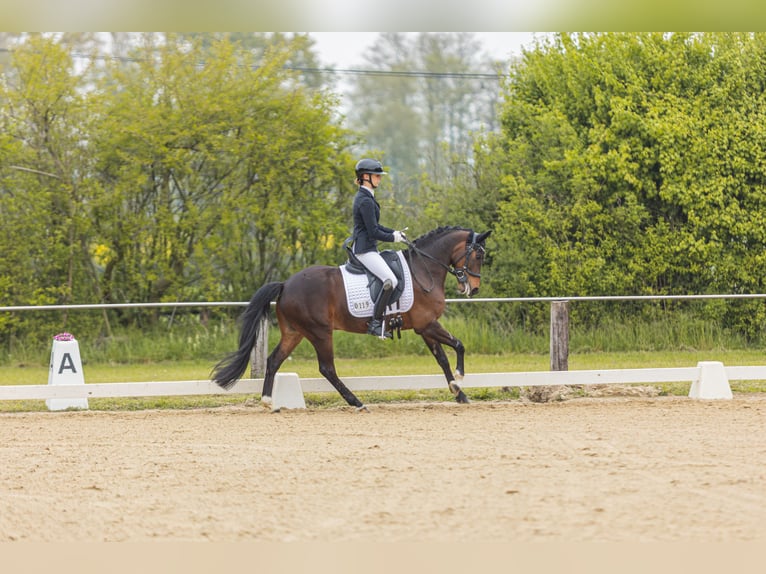 New Forest Pony Ruin 8 Jaar 143 cm Bruin in Wachtendonk