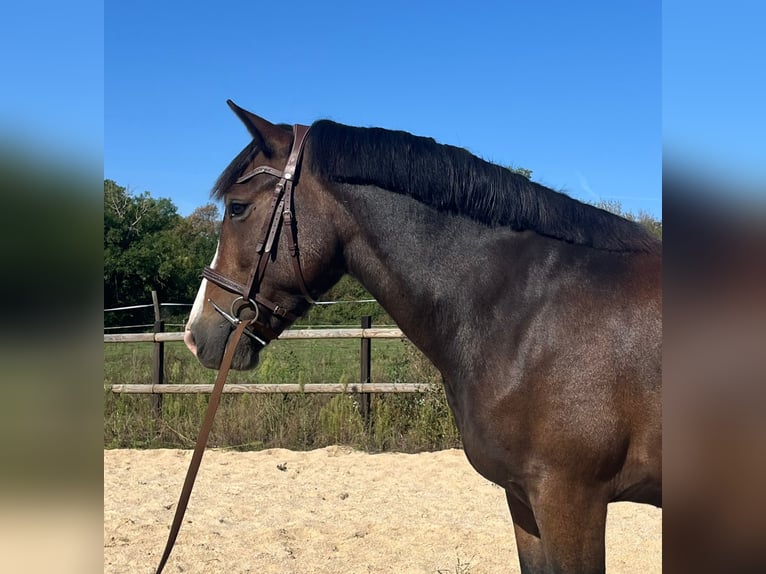 New Forest Pony Ruin 8 Jaar 143 cm Bruin in Leyrat