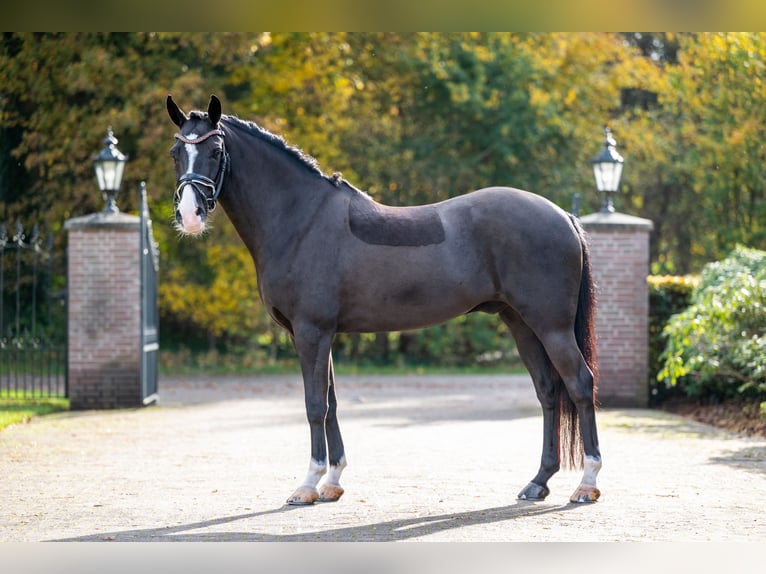 New Forest Pony Ruin 8 Jaar 146 cm Zwart in Hellendoorn