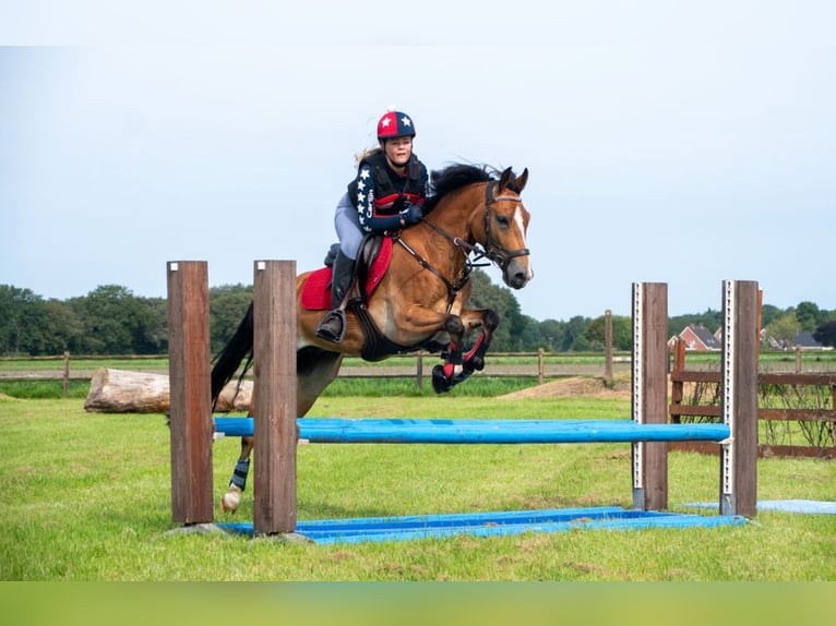 New Forest Pony Ruin 8 Jaar 147 cm Bruin in Scharmer