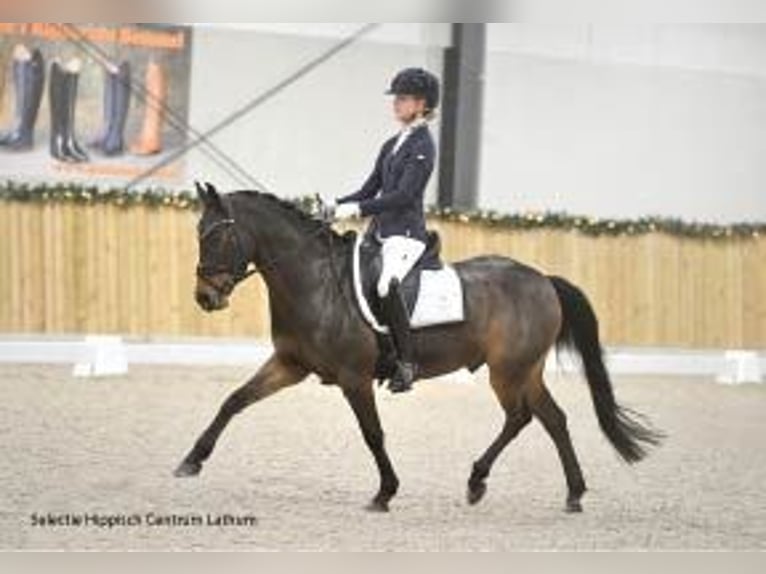 New Forest Pony Mix Ruin 9 Jaar 143 cm Donkerbruin in Didam