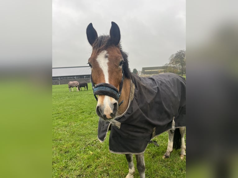 New Forest Pony Ruin 9 Jaar 147 cm Bruin in Scharmer