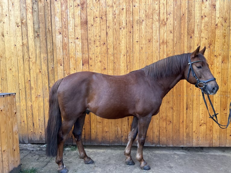 New Forest Pony Ruin 9 Jaar 152 cm Donkere-vos in Watzdorf