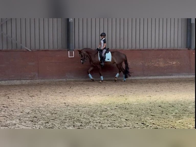 New Forest Pony Stallion 10 years 14.2 hh Chestnut in Maasland