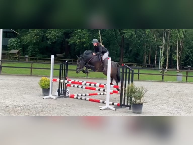 New Forest Pony Stallion 11 years 14,2 hh Bay-Dark in Heino