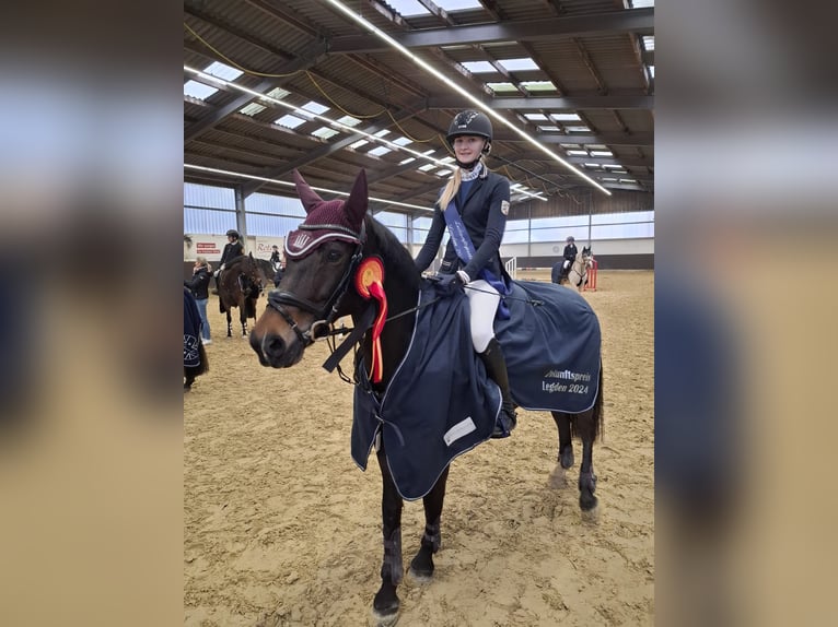 New Forest Pony Stallion 12 years 14 hh Brown in Janneby