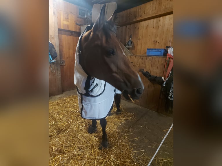 New Forest Pony Stallion 15 years 14,2 hh Brown in Öhningen