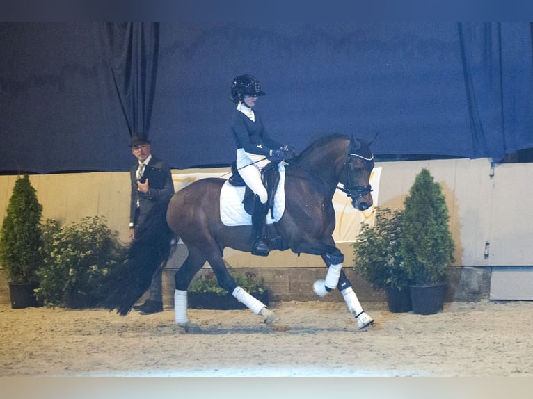 New Forest Pony Stallion 16 years 14,2 hh Brown in Bergeijk