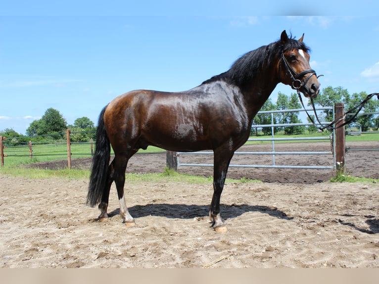 New Forest Pony Stallion 18 years 14,1 hh Brown in Seevetal