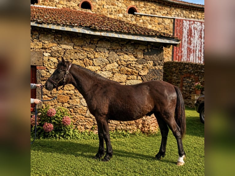 New Forest Pony Stallion 1 year 13.1 hh Black in La Chomette