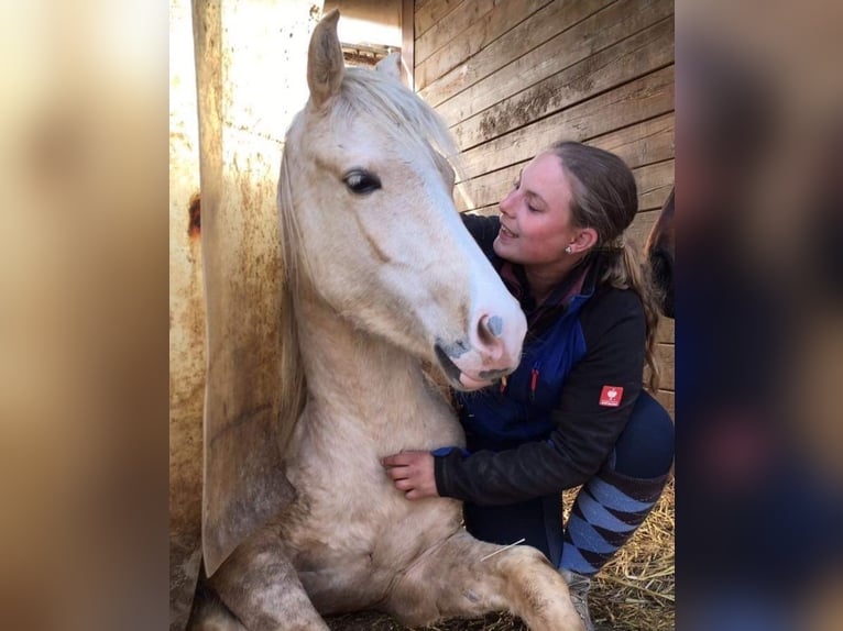 New Forest Pony Stallion 1 year 14,1 hh in Roigheim