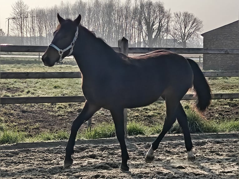New Forest Pony Stallion 1 year 14.2 hh Bay-Dark in Willebroek