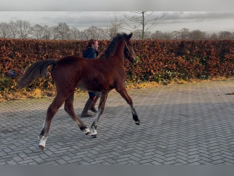 New Forest Pony Stallion 1 year 14,2 hh Brown in Zieuwent