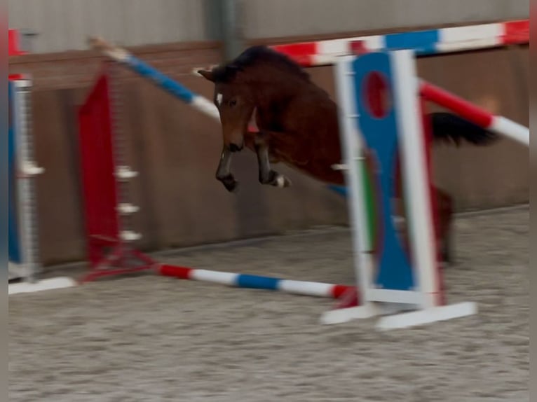 New Forest Pony Stallion 1 year 14,2 hh Brown in Zieuwent