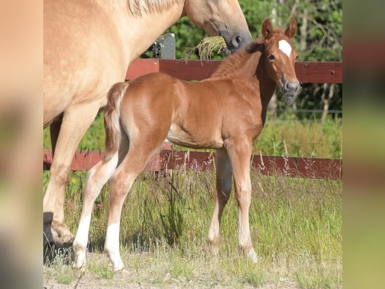 New Forest Pony Stallion 1 year 14.2 hh Chestnut in Vittsjö