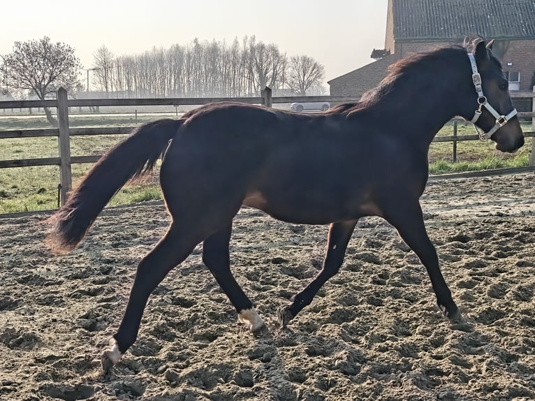 New Forest Pony Stallion 1 year 14,2 hh Bay-Dark in Willebroek