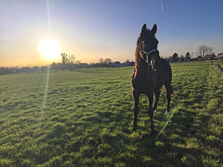 New Forest Pony Stallion 1 year 14,2 hh Bay-Dark in Willebroek