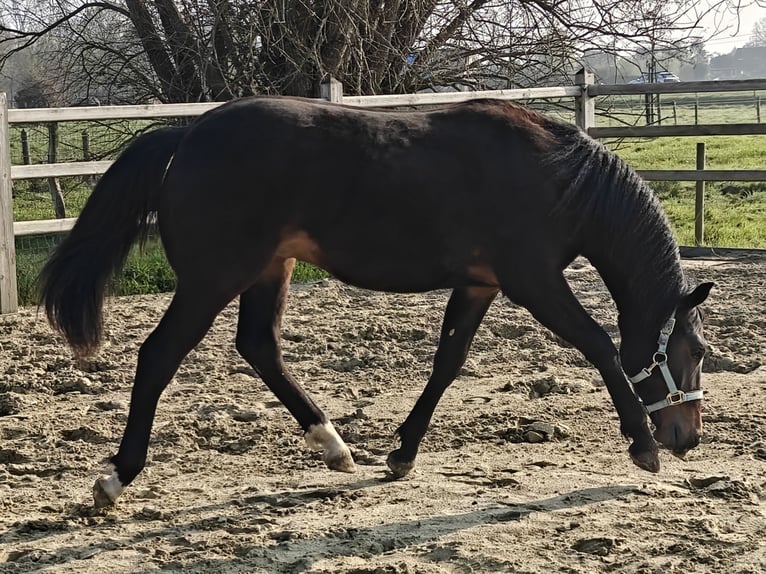 New Forest Pony Stallion 1 year 14,2 hh Bay-Dark in Willebroek