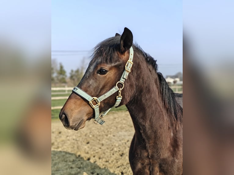 New Forest Pony Stallion 1 year 14,2 hh Bay-Dark in Willebroek