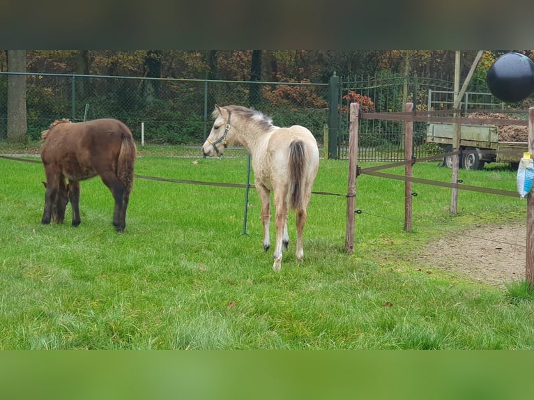 New Forest Pony Stallion 1 year Dun in Maria Hoop