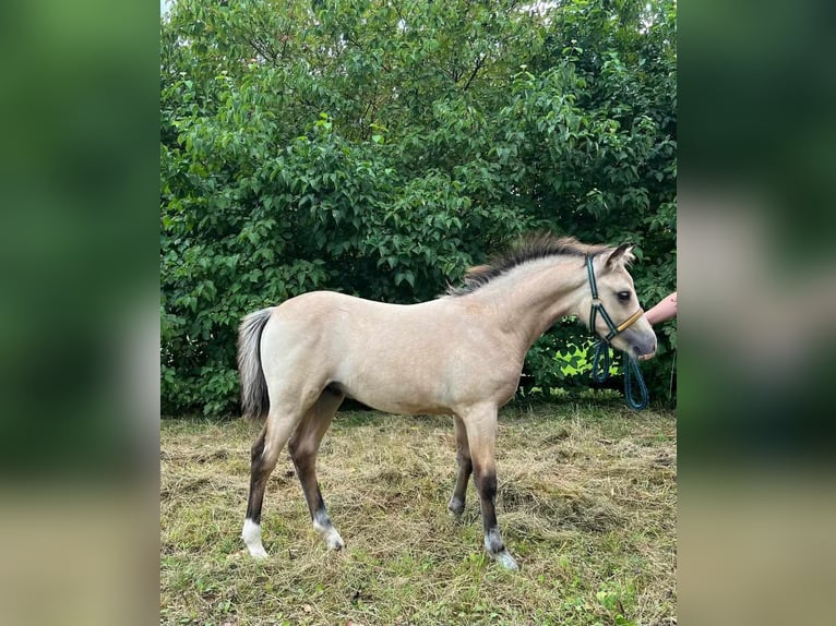 New Forest Pony Stallion 1 year Dun in Maria Hoop