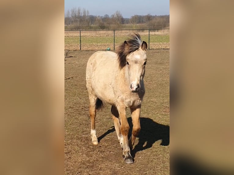 New Forest Pony Stallion 1 year Dun in Maria Hoop