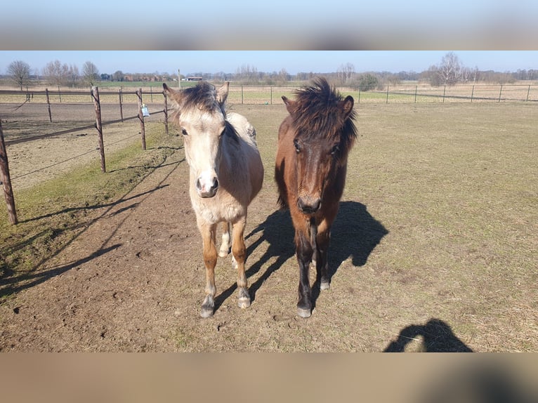 New Forest Pony Stallion 1 year Dun in Maria Hoop