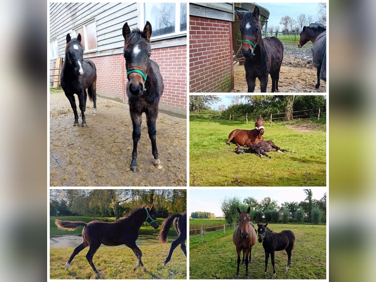 New Forest Pony Stallion 1 year Smoky-Black in Wilp