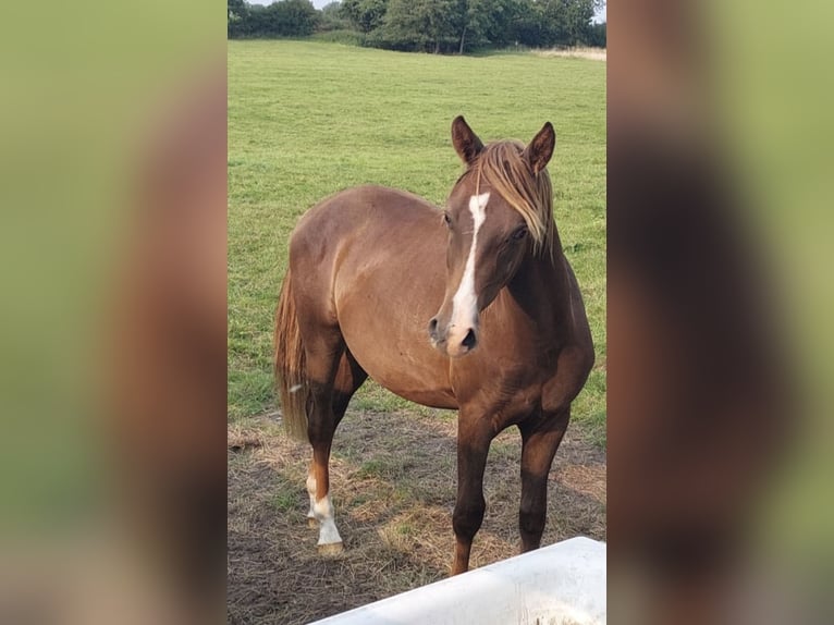 New Forest Pony Stallion 2 years 14,1 hh Chestnut in Wisch