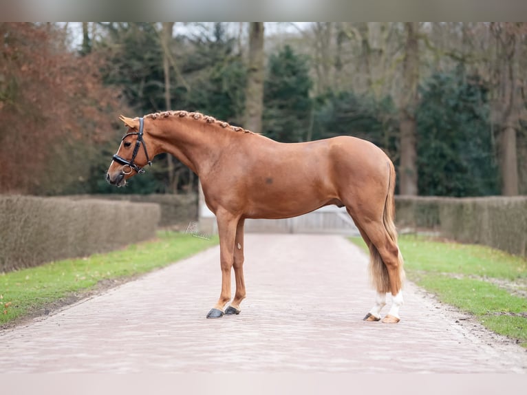 New Forest Pony Stallion 4 years 14.1 hh Chestnut-Red in Donkerbroek